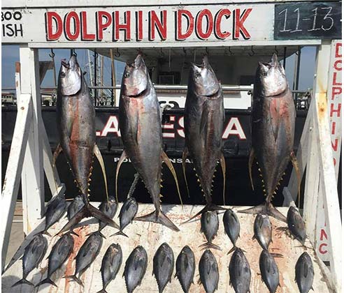 Deep Sea Fishing Charters at Dolphin Dock in Port Aransas